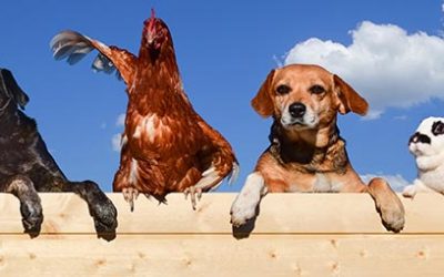 Qué es el ESPECISMO – TODO lo que necesitas saber